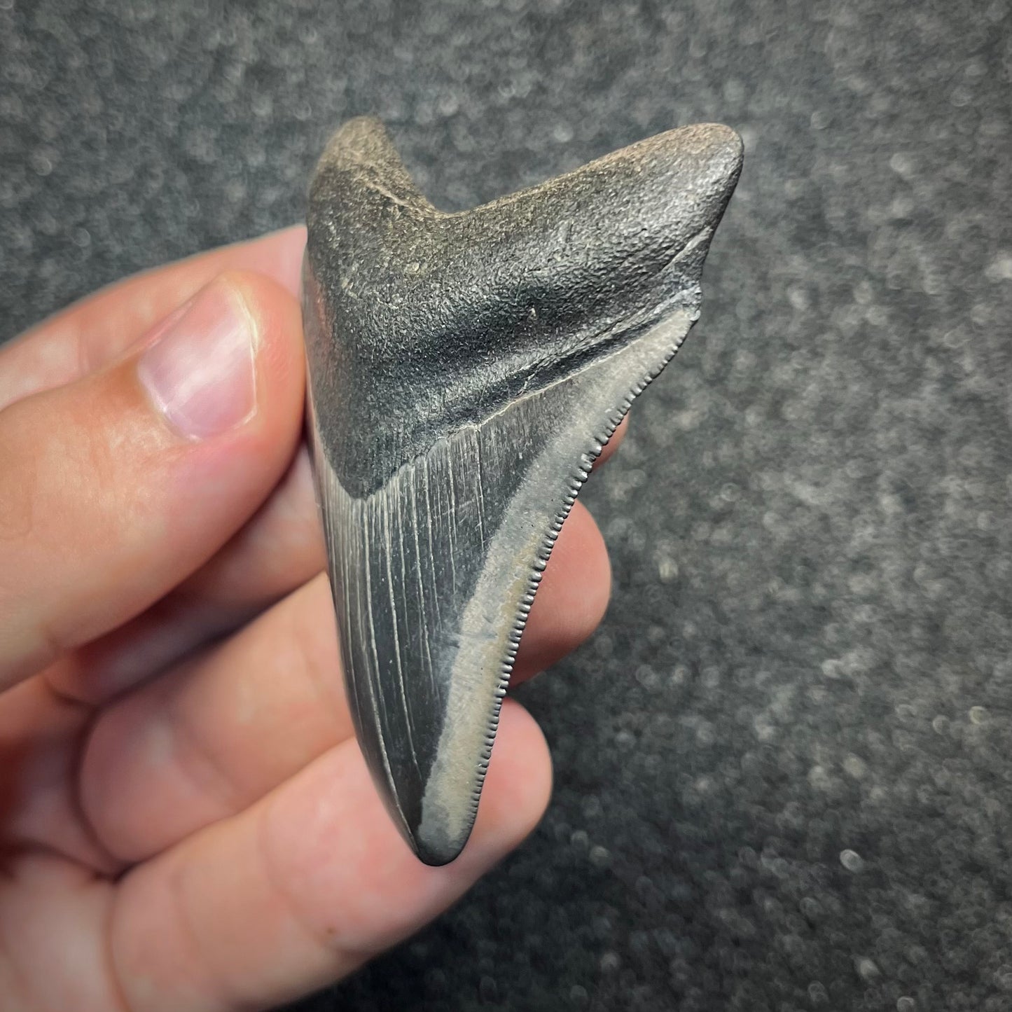 F2868 | Squalo | Otodus megalodon