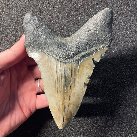 F2449 | Squalo | Otodus megalodon