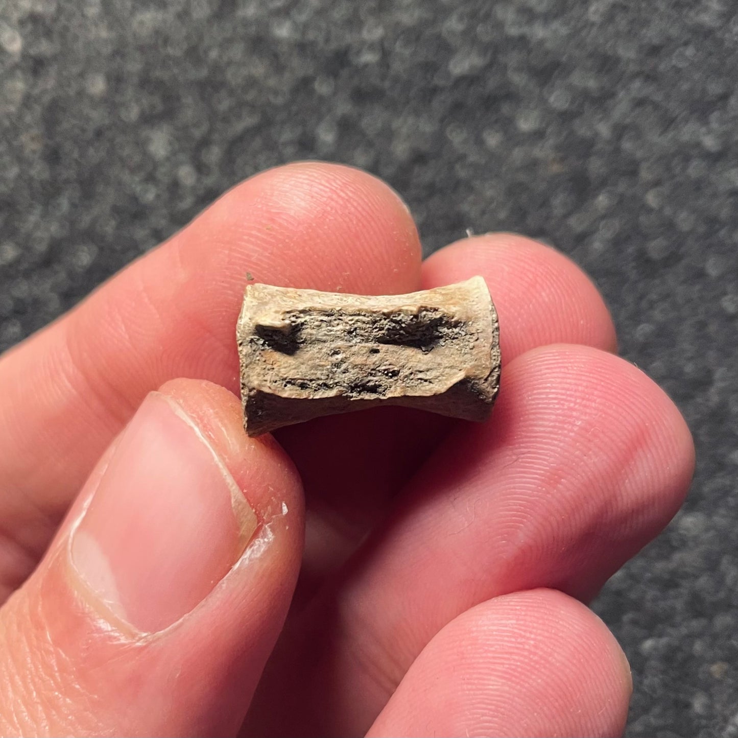 F2107 | Dinosauro | Dromaeosauridae indet.