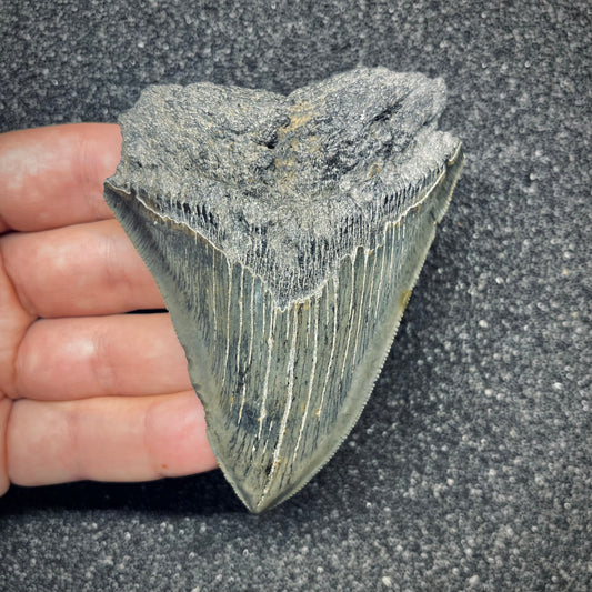 F2779 | Squalo | Otodus megalodon