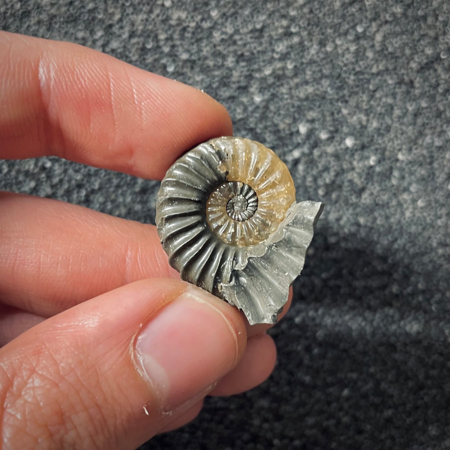F2559 | Ammonite | Pleuroceras spinatum