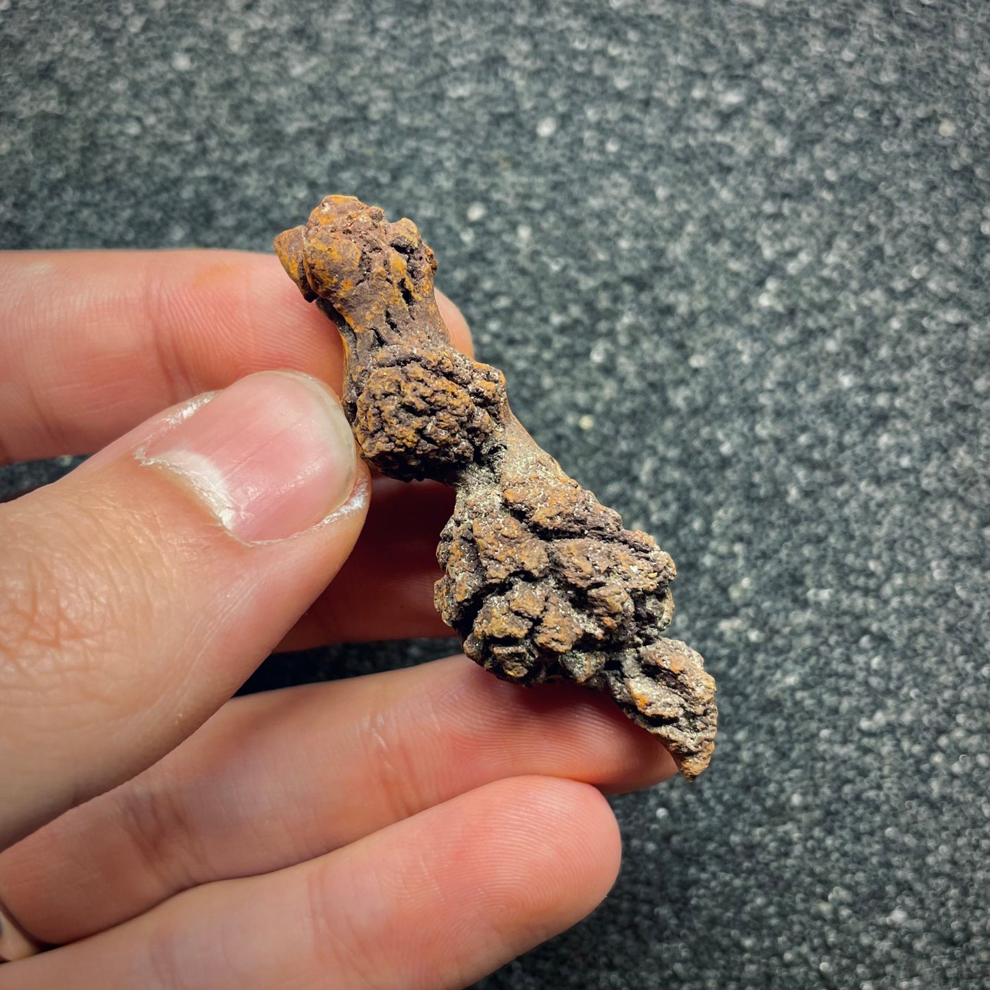 F2767 | Coprolite - Cololite | Testuggine