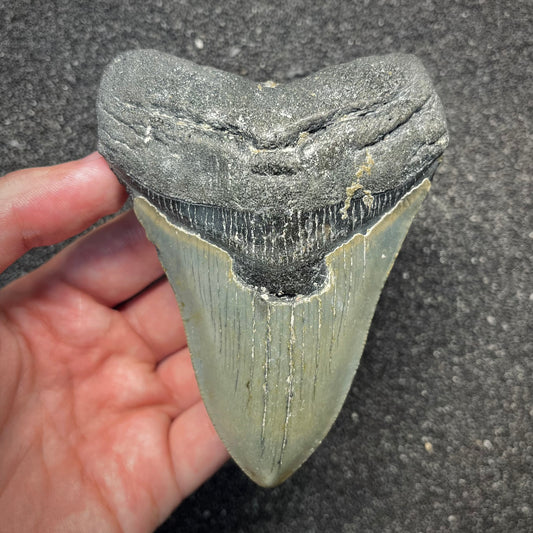 F2925 | Squalo | Otodus megalodon