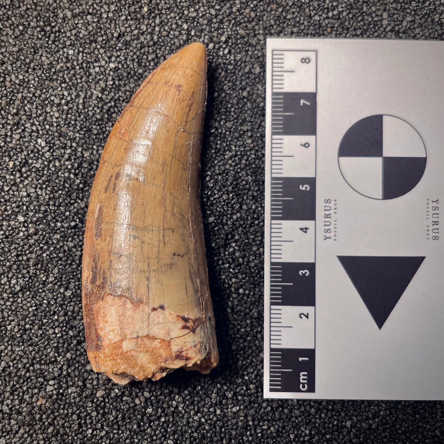 F1441 | Dinosauro | Carcharodontosaurus saharicus