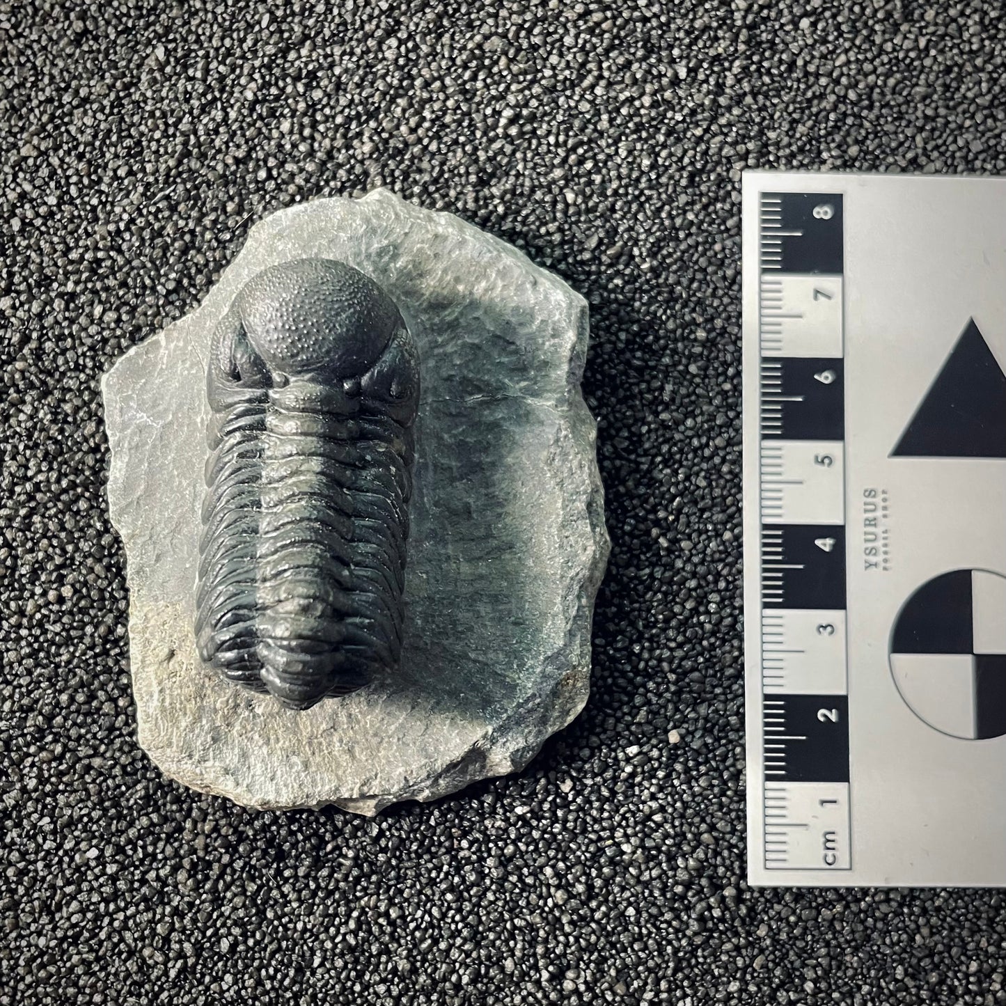 F2606 | Trilobite | Phacopidae indet.