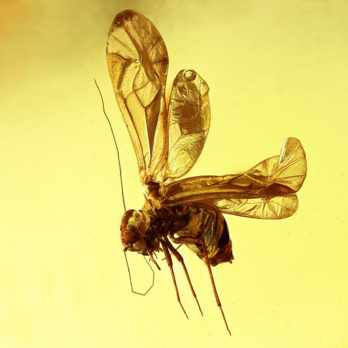F2839 | Ambra con inclusione | Psocoptera indet.