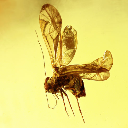 F2839 | Ambra con inclusione | Psocoptera indet.