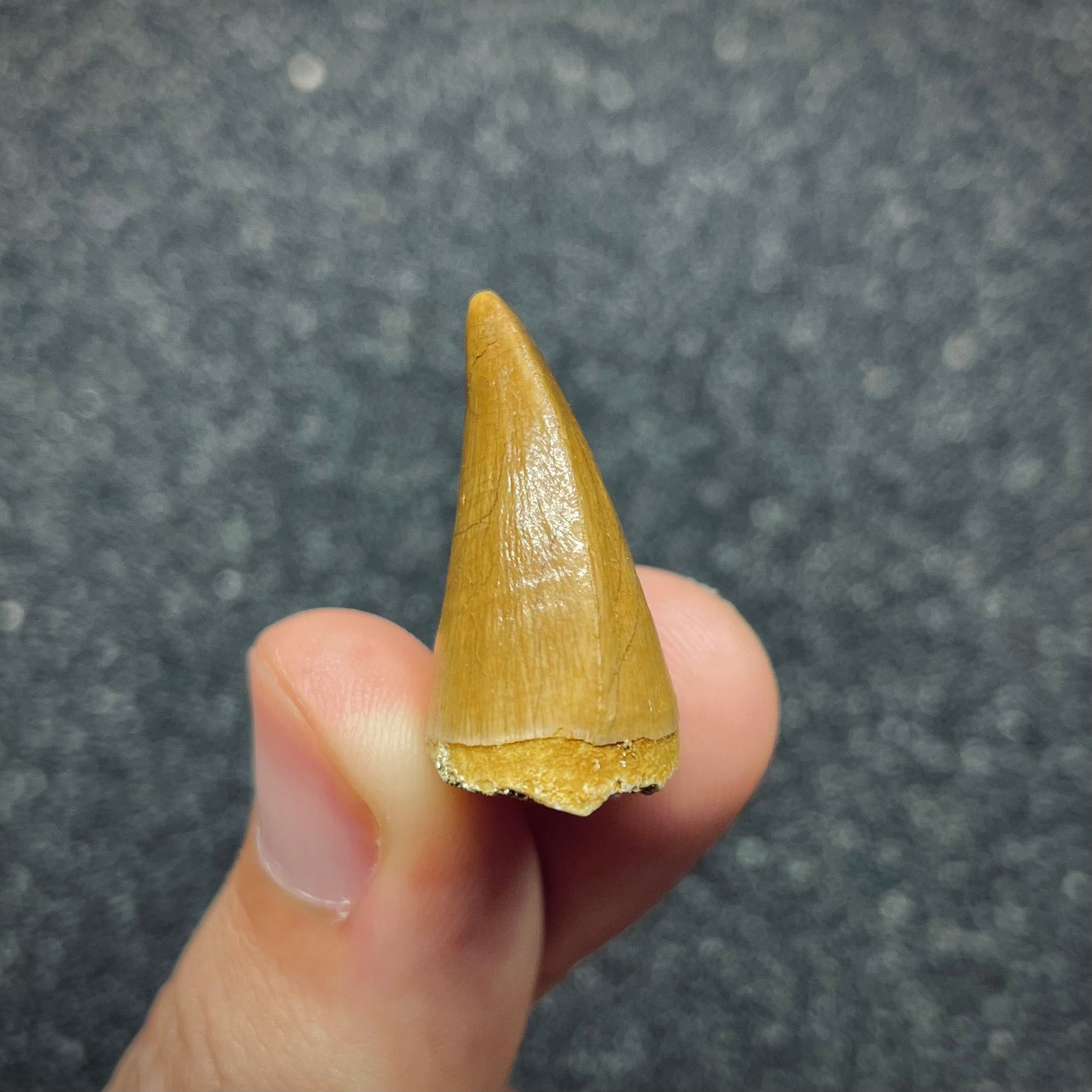 F2686 | Mosasauro | Prognathodon sp.