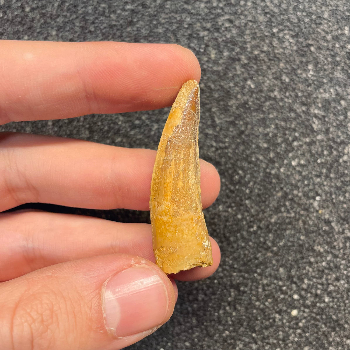 F3108 | Dinosauro | Spinosaurus aegyptiacus