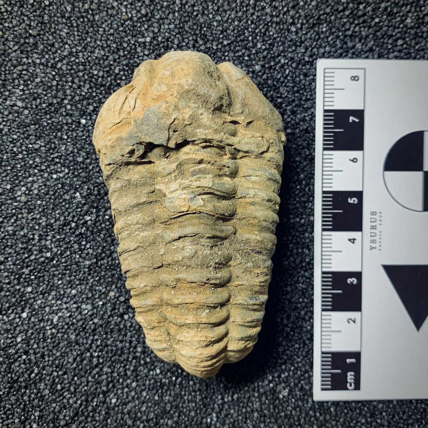 F759 | Trilobite | Flexicalymene sp.