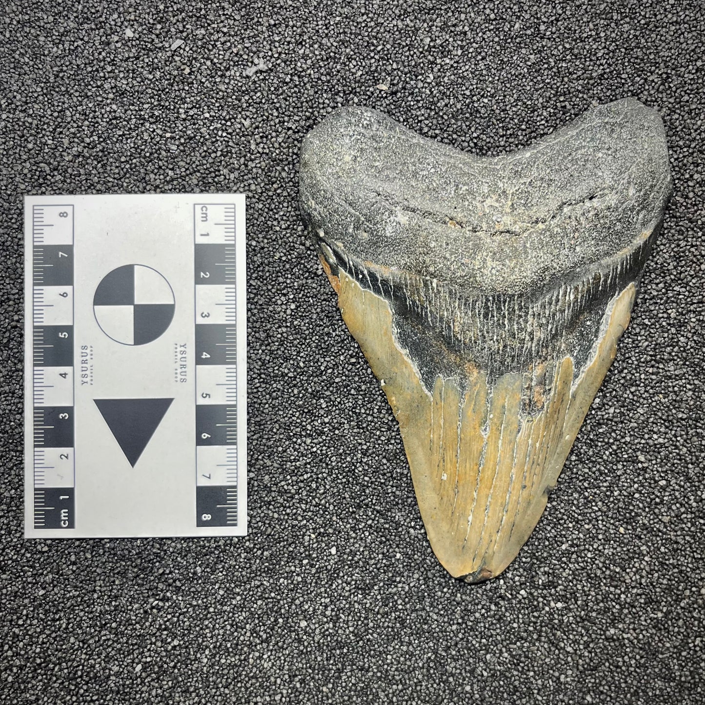 F2926 | Squalo | Otodus megalodon