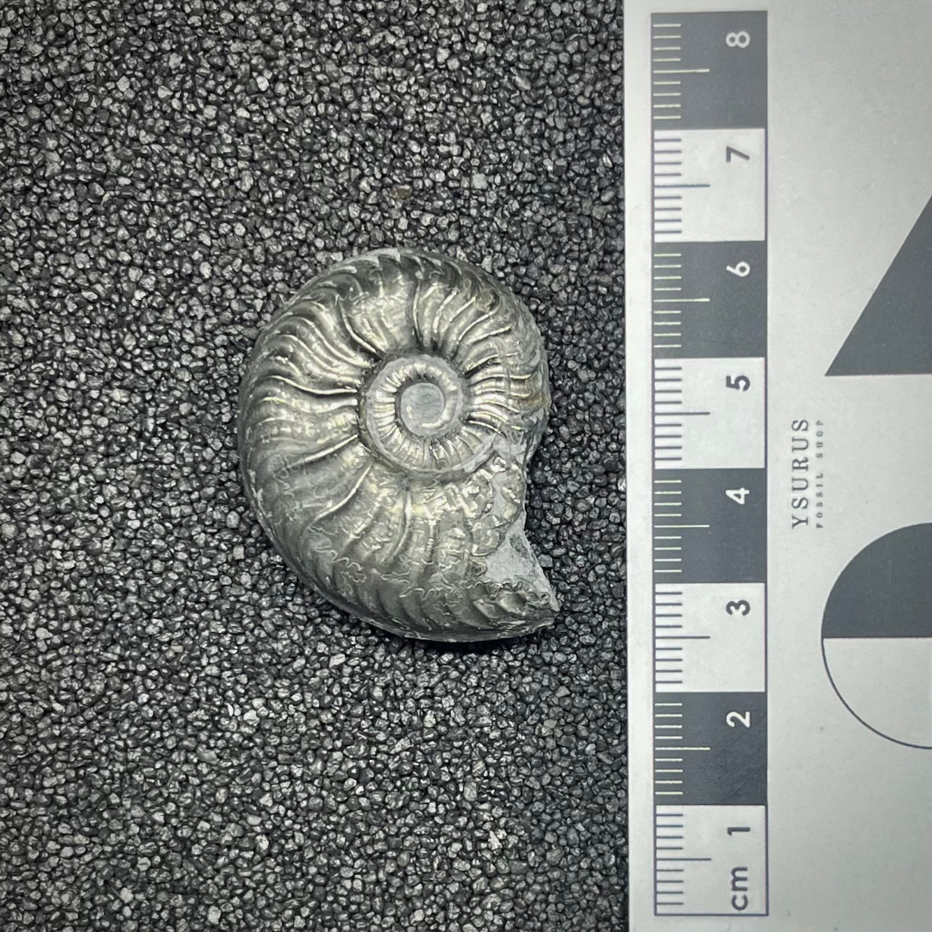 F2882 | Ammonite | Graphoceratidae indet.