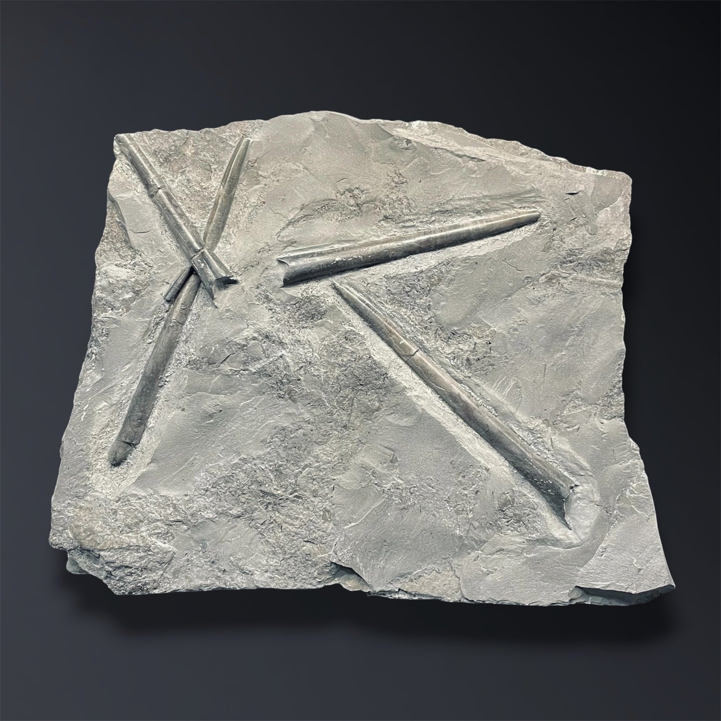 F2806 | Belemnite | Belemnoidea indet.