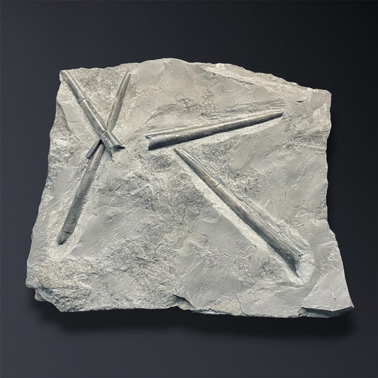 F2806 | Belemnite | Belemnoidea indet.