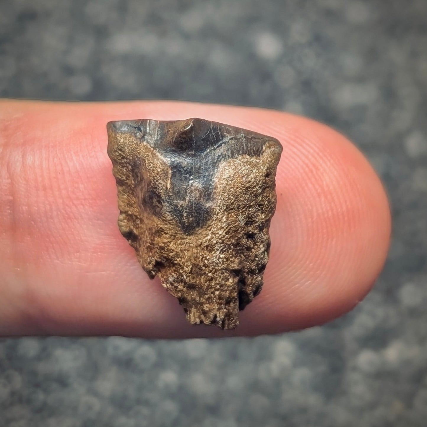 F2798 | Dinosauro | Triceratops sp.