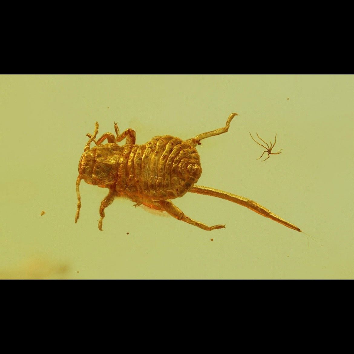 F2857 | Ambra con inclusione | Keroplatidae indet. & Aphididae indet.