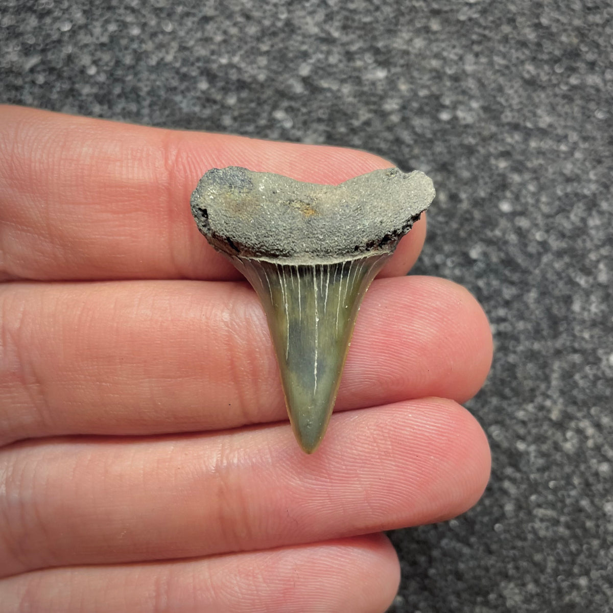 F3046 | Squalo |  Carcharodon hastalis