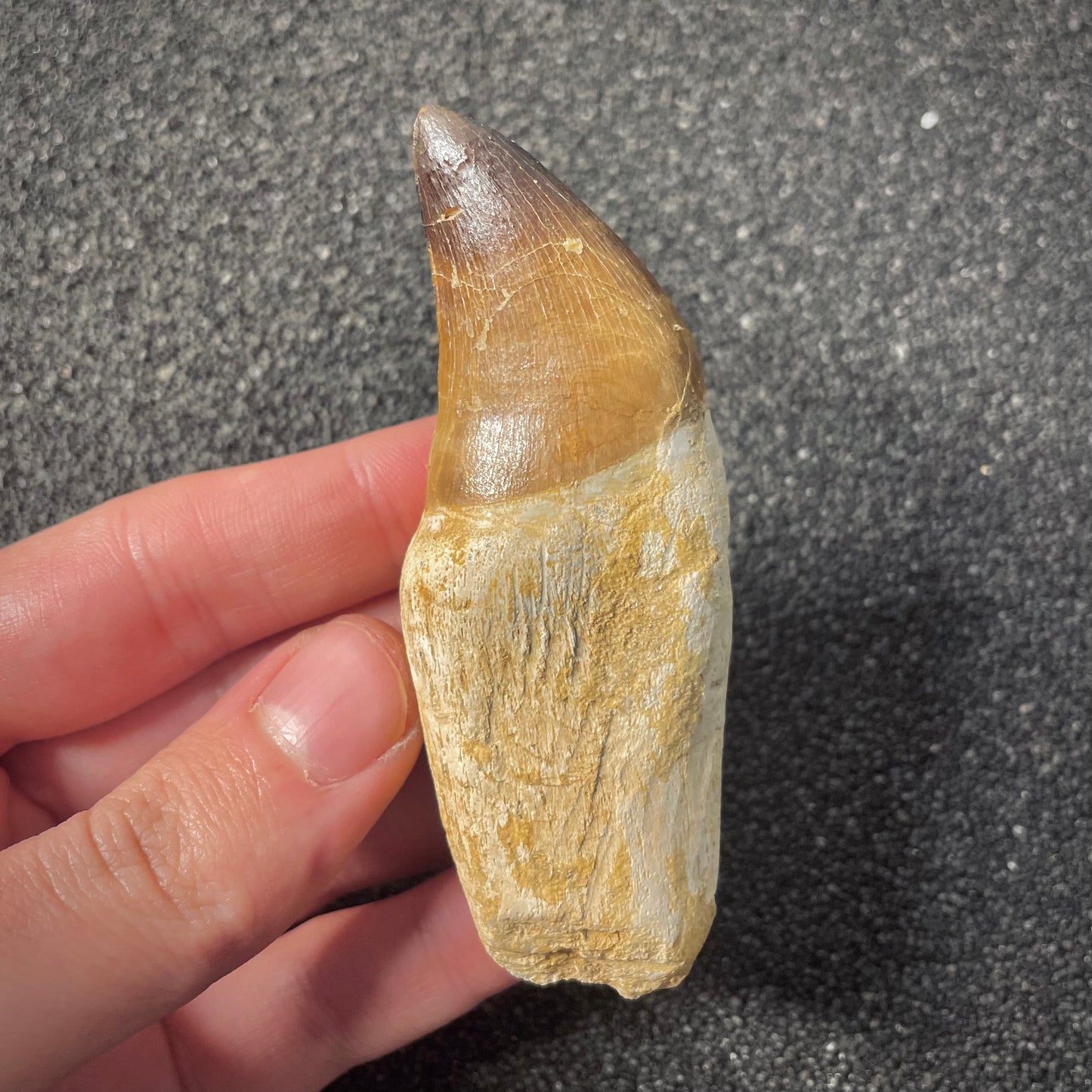 F2194 | Mosasauro | Prognathodon sp.