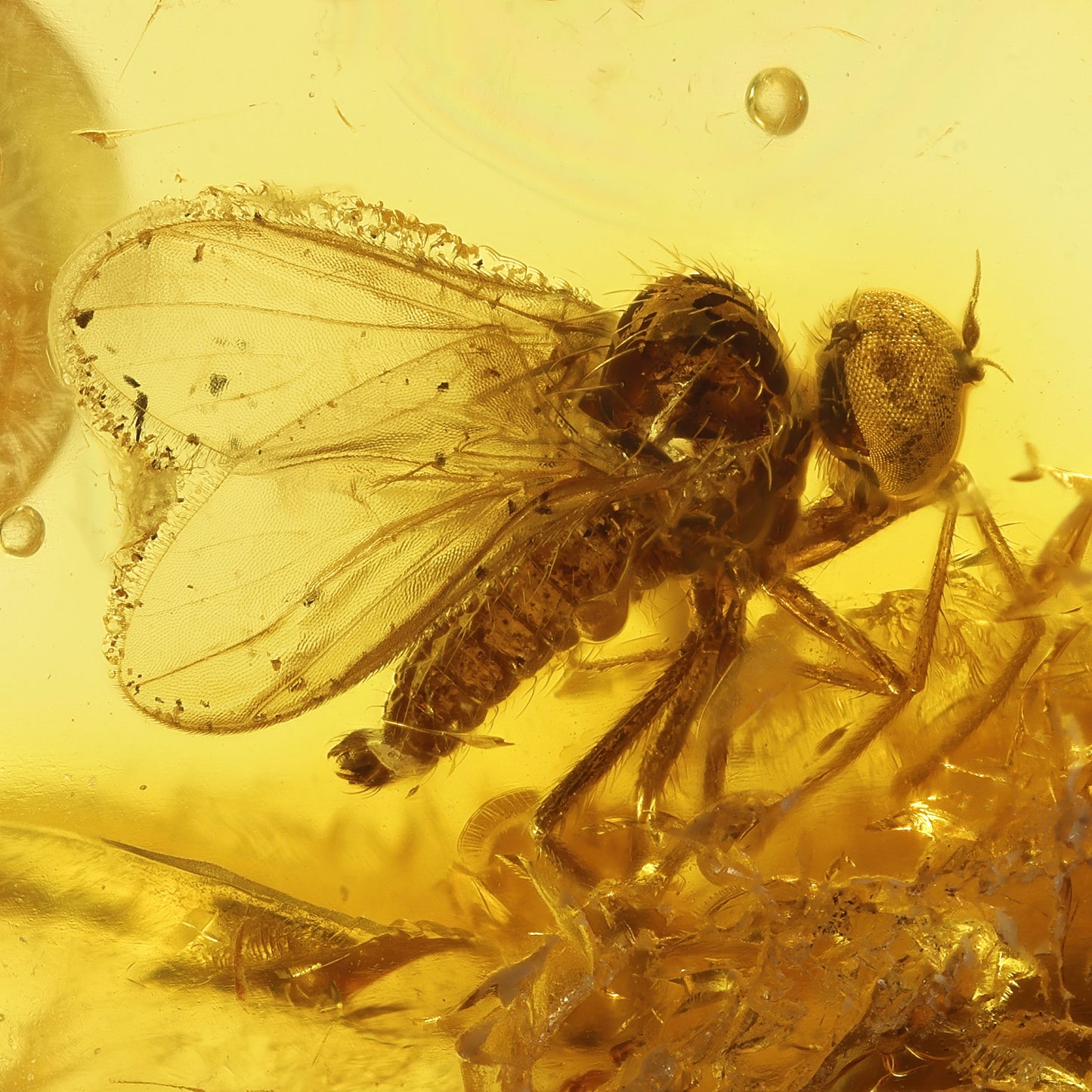 F2079 | Ambra con inclusione | Hybotidae indet.