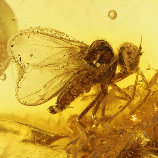 F2079 | Ambra con inclusione | Hybotidae indet.