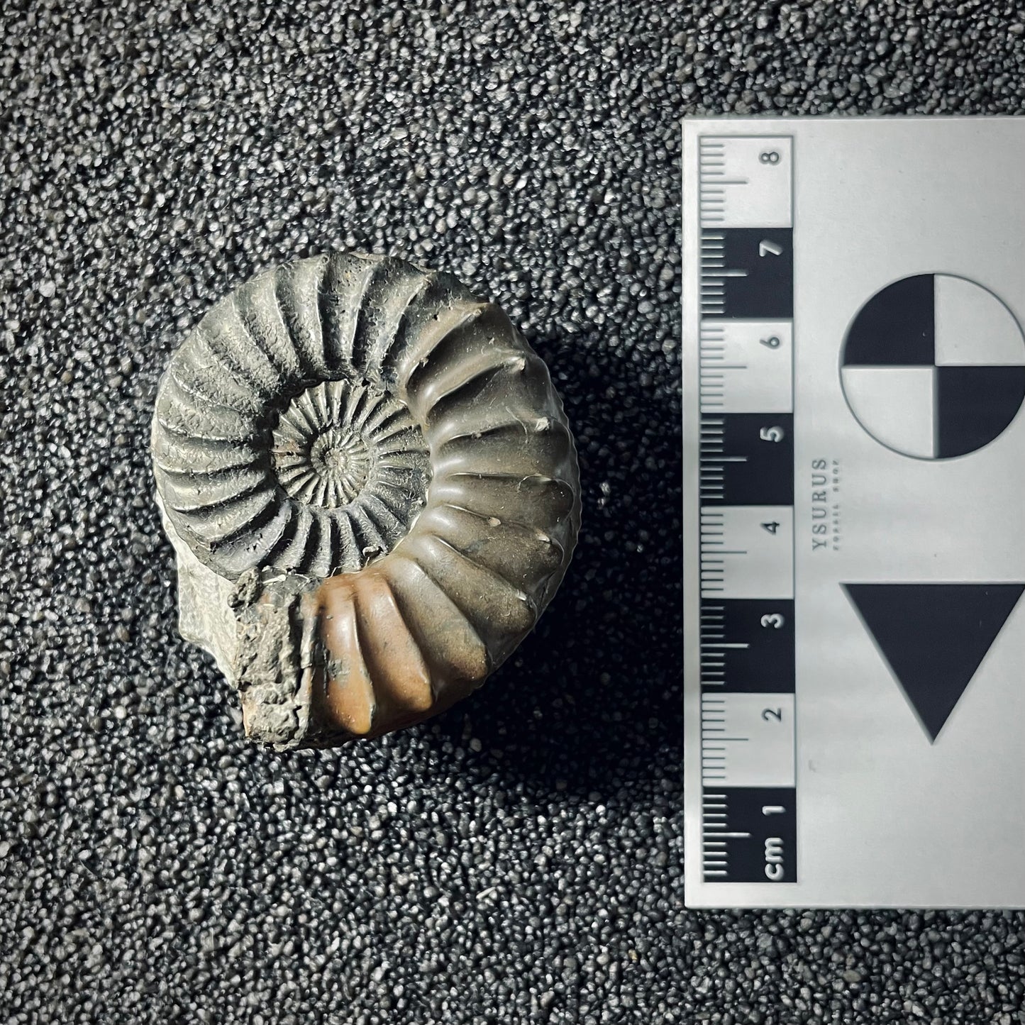 F2561 | Ammonite | Pleuroceras spinatum