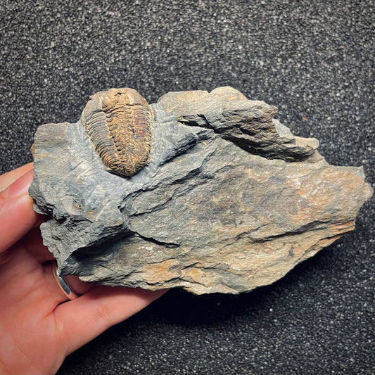 F1582 | Trilobite | Prionocheilus mendax
