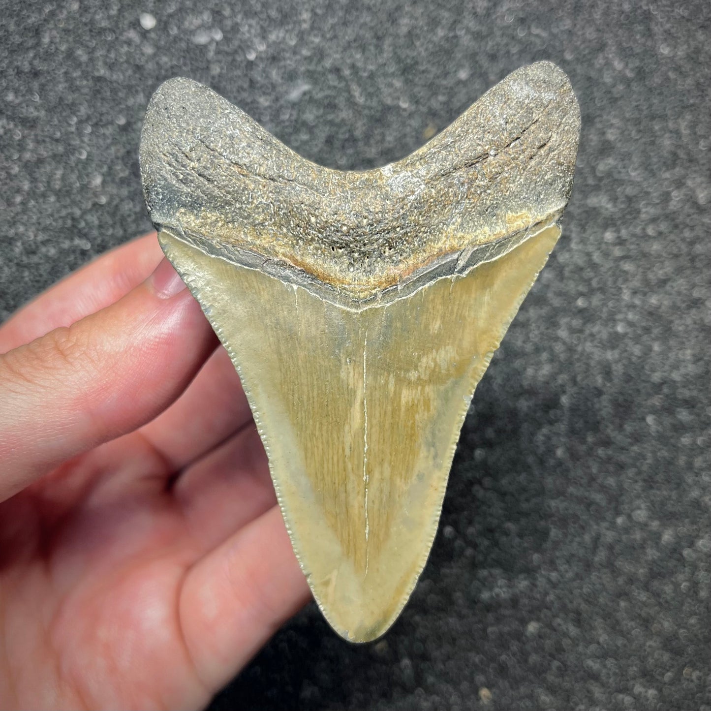 F2919 | Squalo | Otodus megalodon