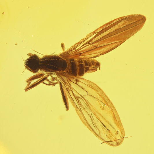 F2430 | Ambra con inclusione | Plecoptera indet.