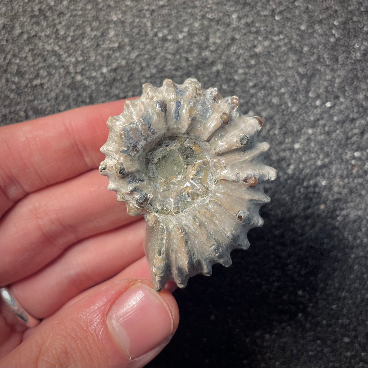 F2160 | Ammonite | Douvilleiceras sp.