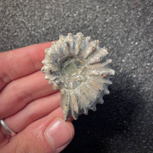 F2160 | Ammonite | Douvilleiceras sp.