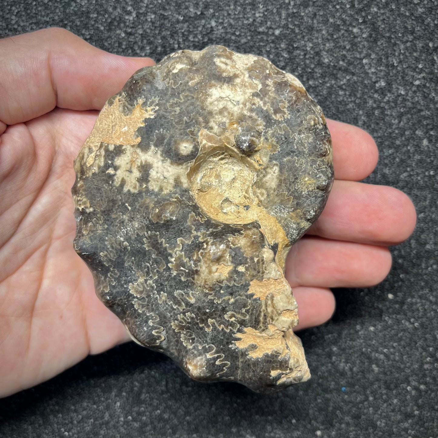 F2913 | Ammonite | Mammites nodosoides