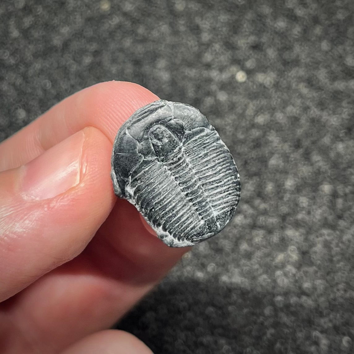 F3019 | Trilobite | Elrathia kingii