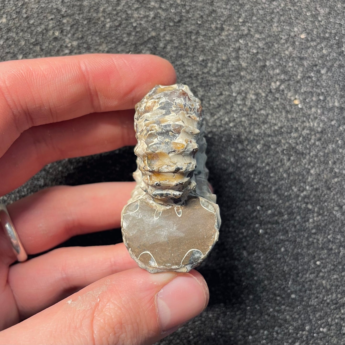 F2387 | Ammonite | Douvilleiceras sp.