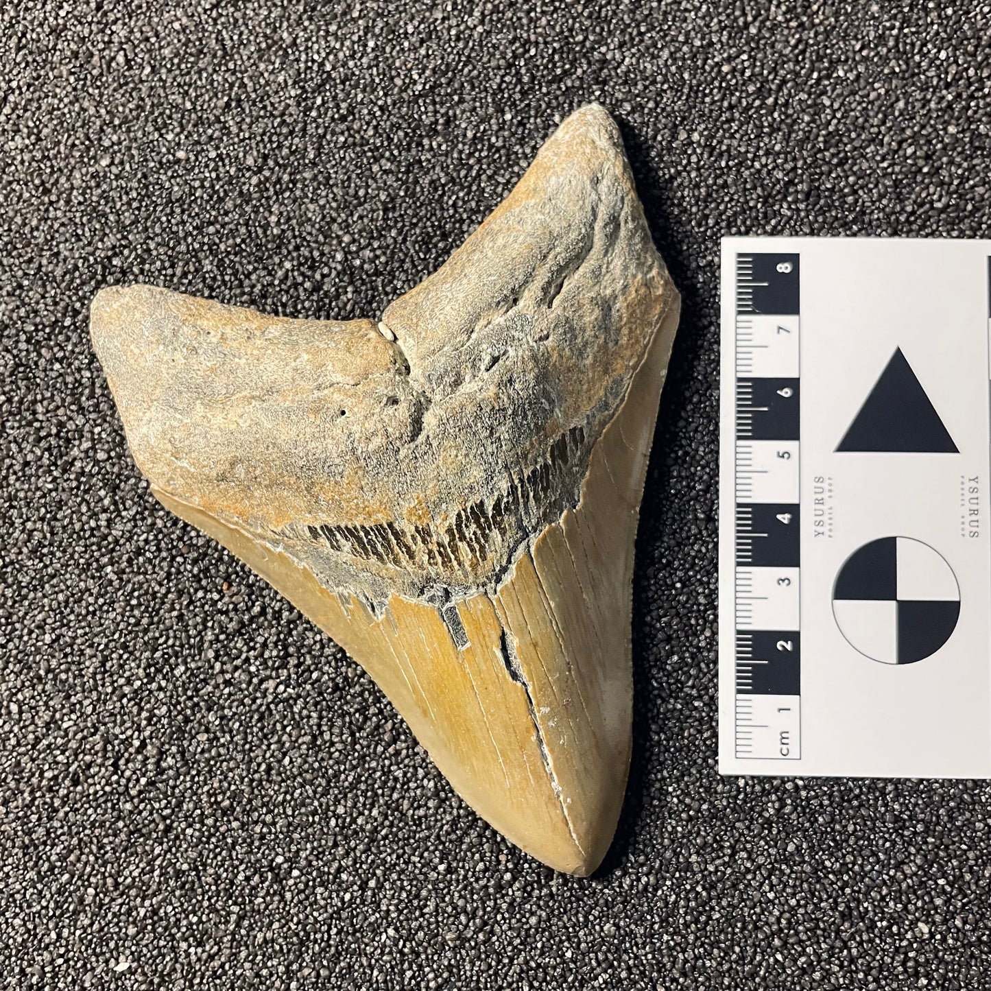 F2360 | Squalo | Otodus megalodon