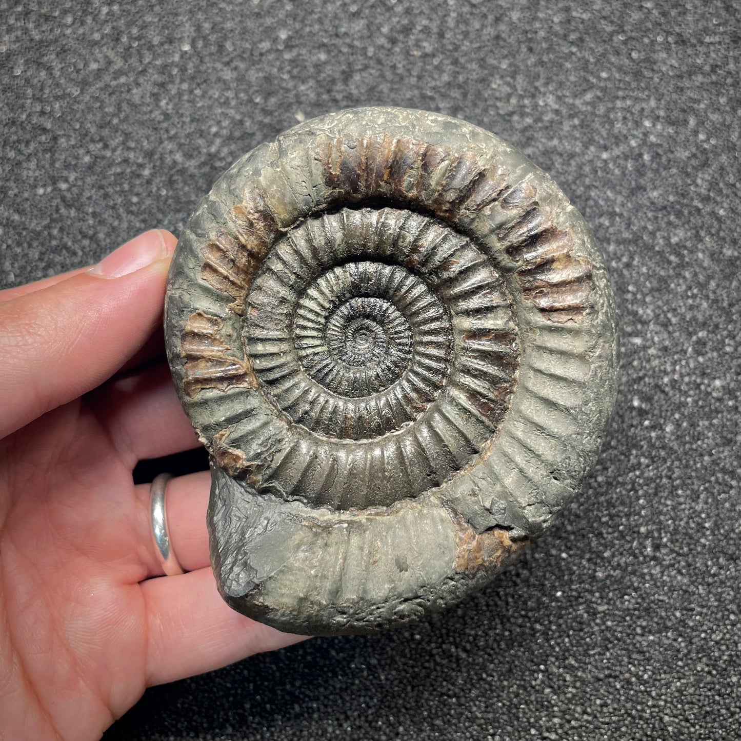 F2809 | Ammonite | Dactylioceras commune