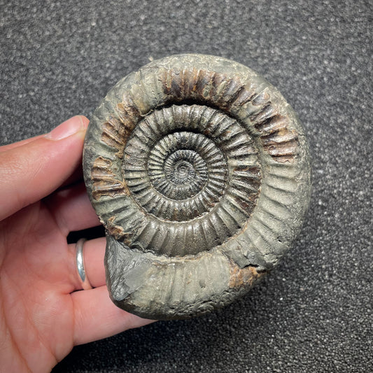 F2809 | Ammonite | Dactylioceras commune