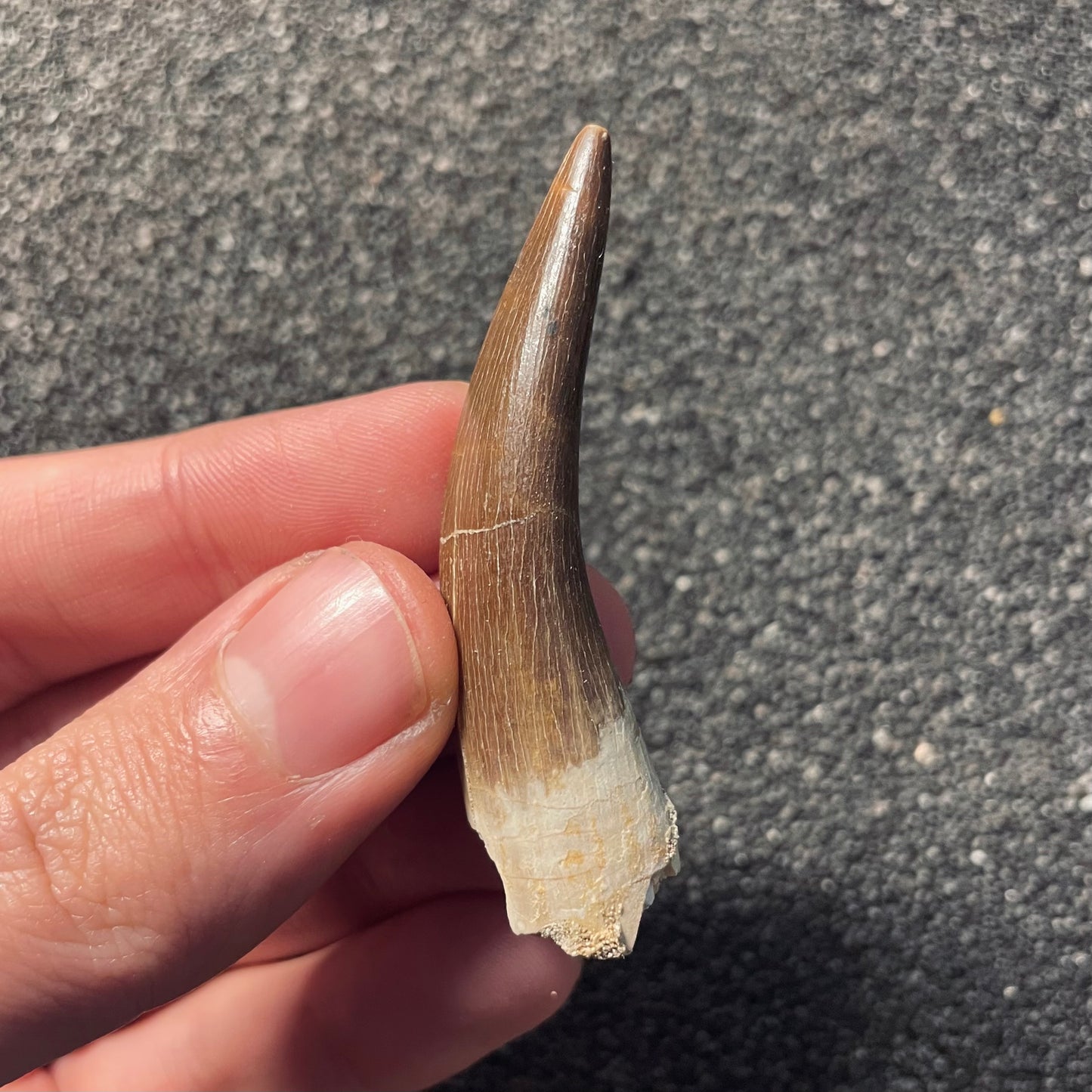 F2122 | Elasmosauro | Zarafasaura oceanis