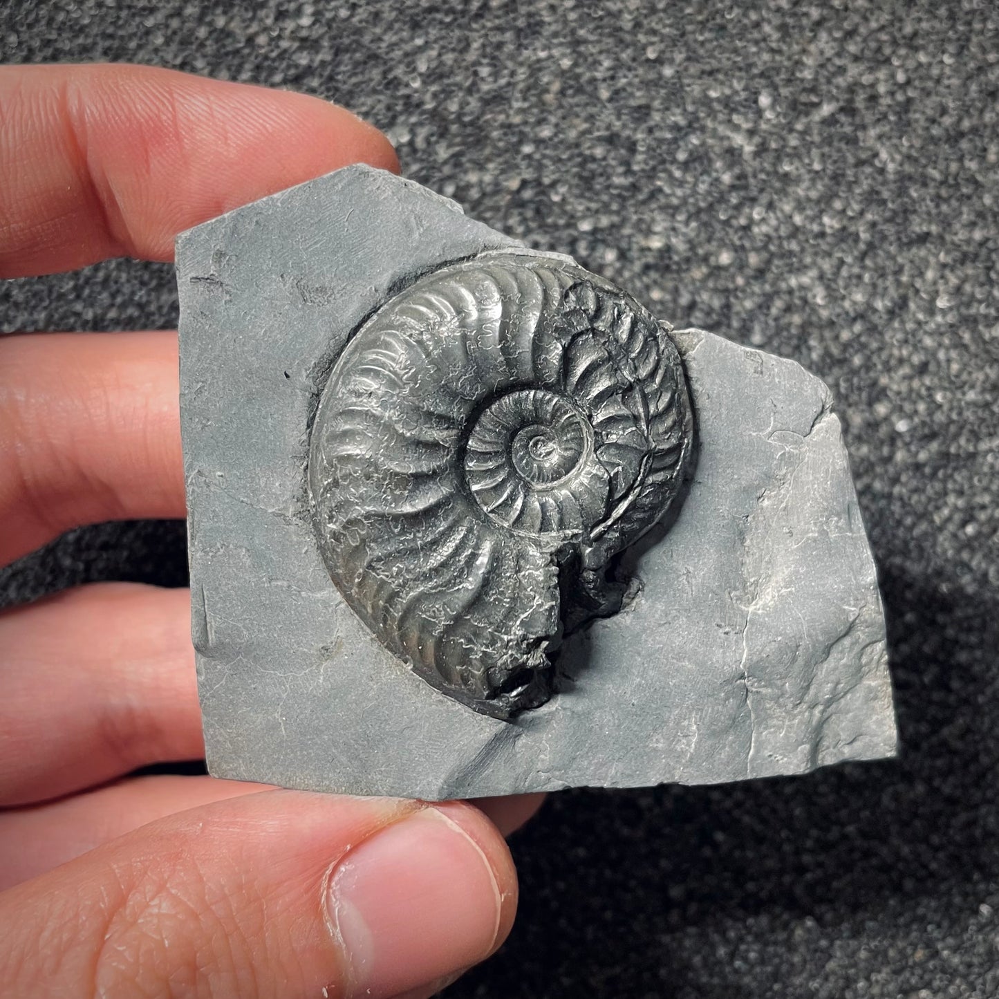 F2543 | Ammonite | Pleydellia sp.