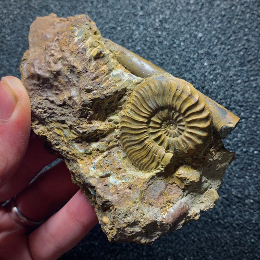F566 | Ammonite | Pleydellia sp. & Belemnoidea indet.