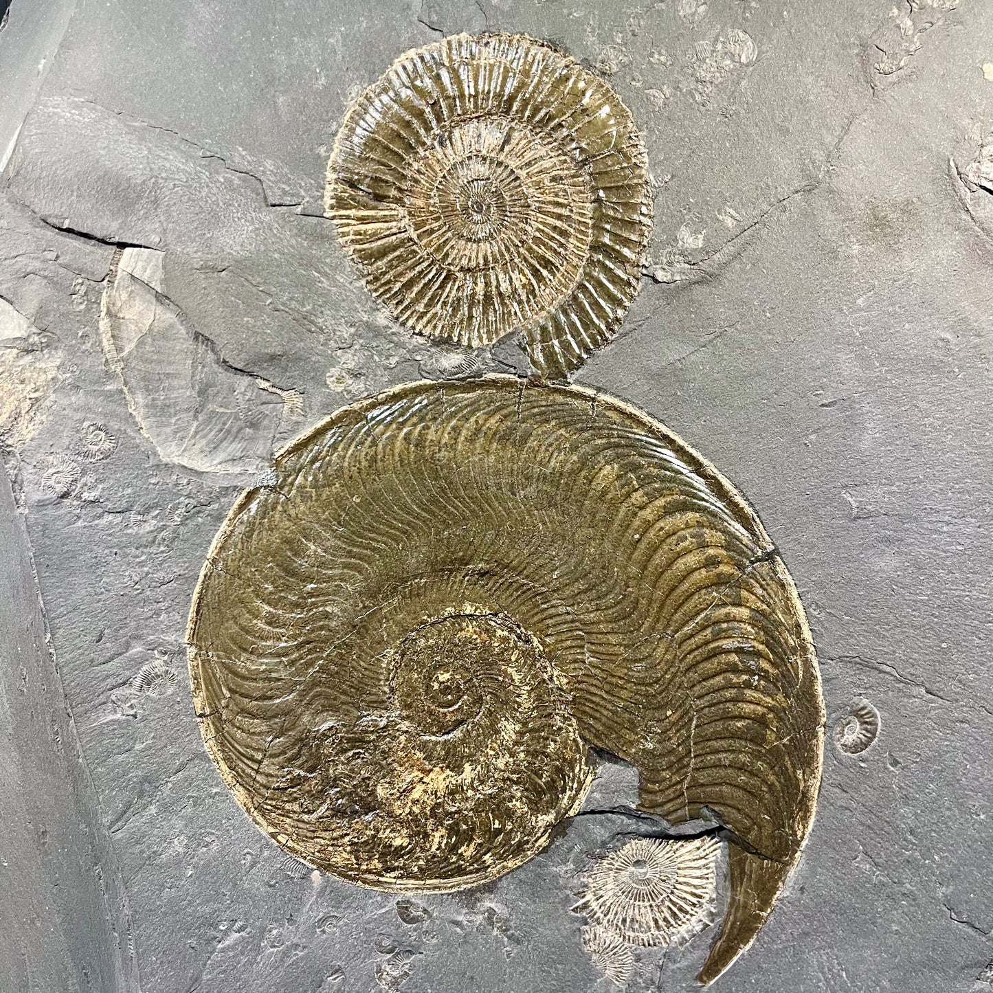F2788 | Ammonite | Dactylioceras commune & Harpoceras falcifer