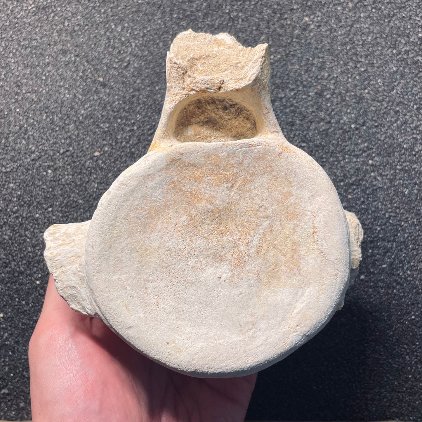 F2123 | Mosasauro | Mosasauridae indet.