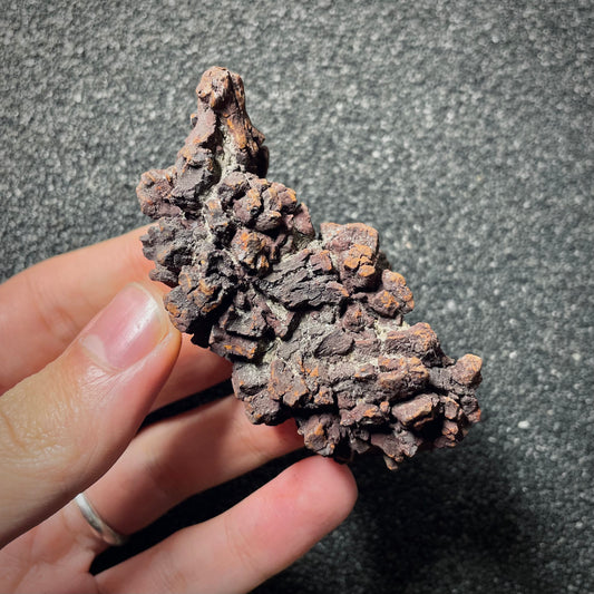F2065 | Coprolite - Cololite | Testuggine