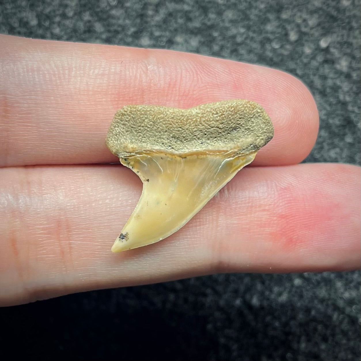 F2742 | Squalo | Carcharodon planus