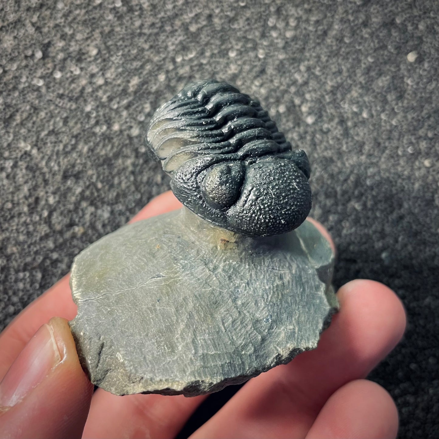 F2609 | Trilobite | Phacopidae indet.