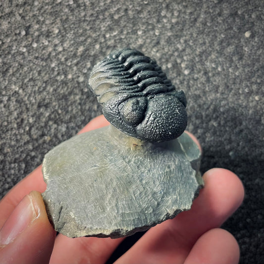 F2609 | Trilobite | Phacopidae indet.