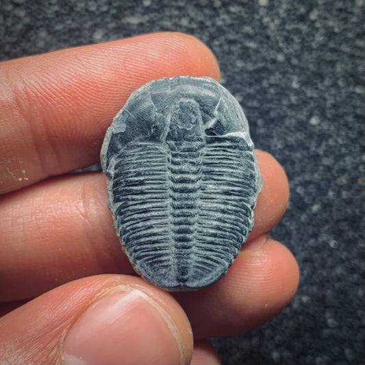 F776 | Trilobite | Elrathia kingii