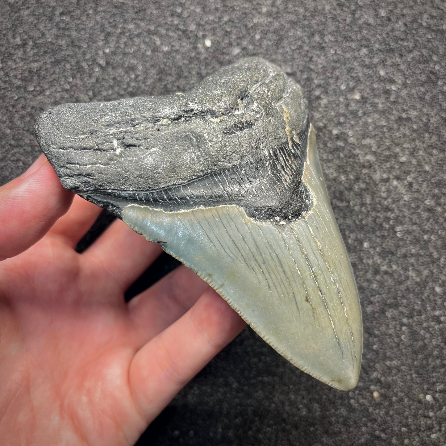 F2925 | Squalo | Otodus megalodon