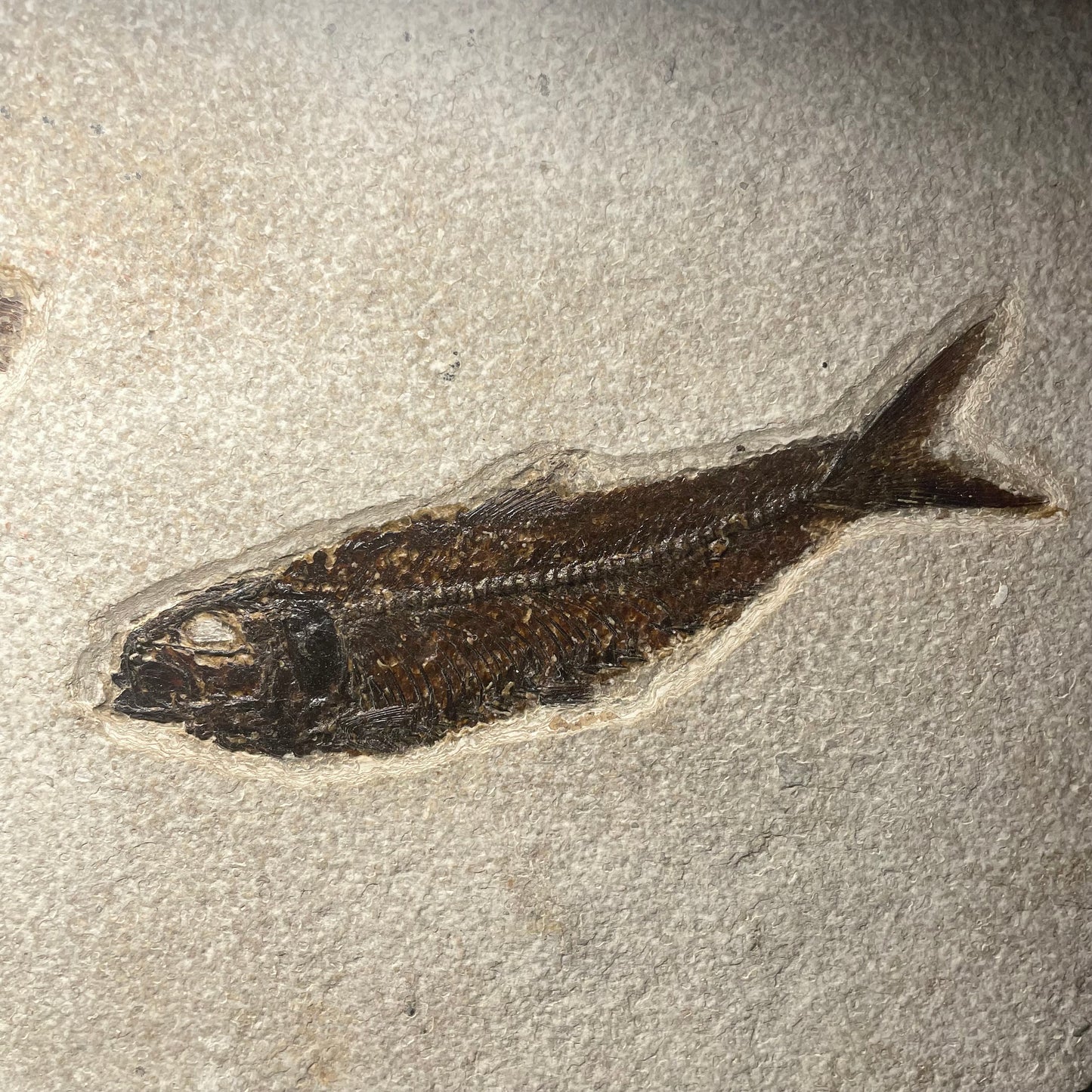 F1846 | Pesce | Priscacara sp. & Knightia eocaena