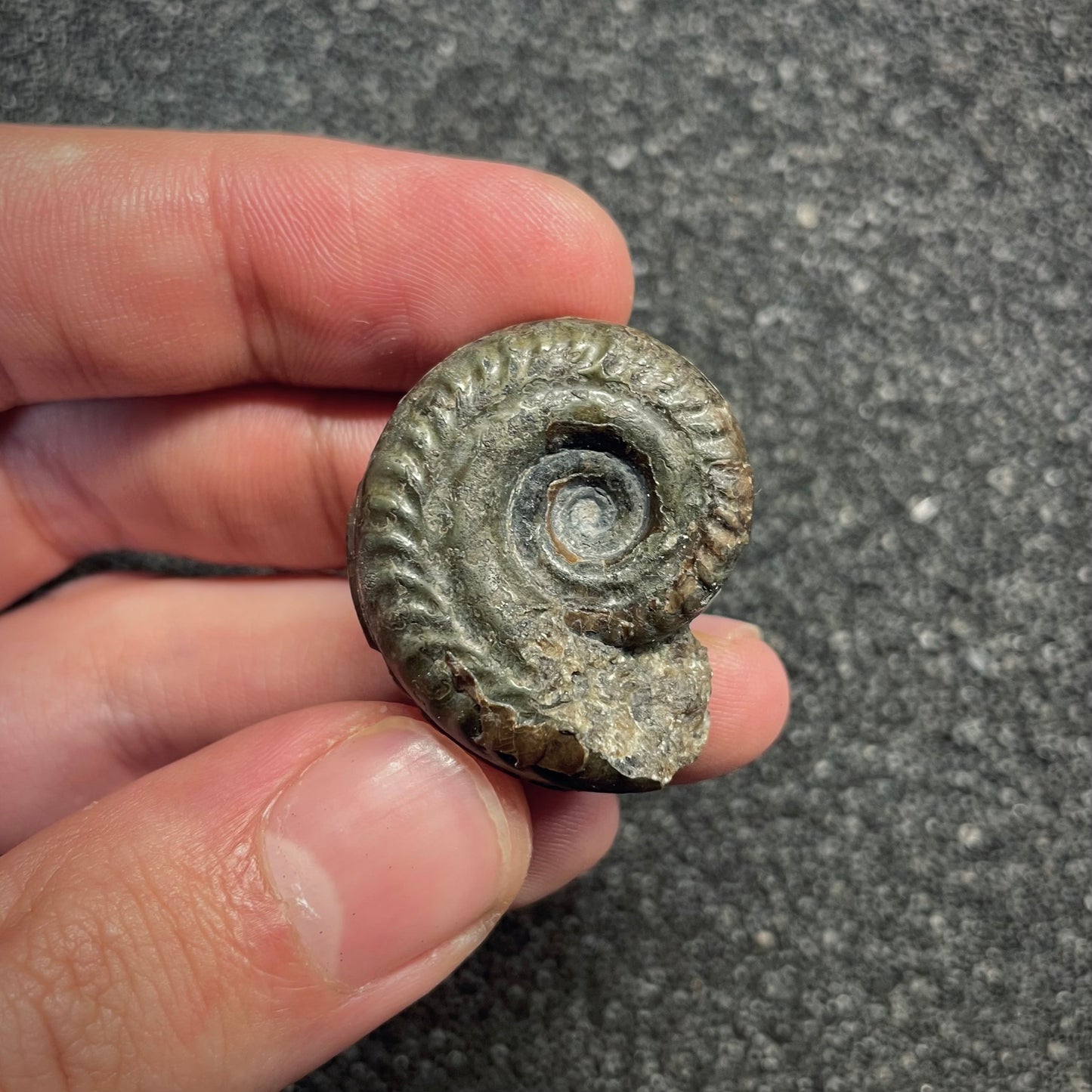 F2812 | Ammonite | Hildoceras sp.