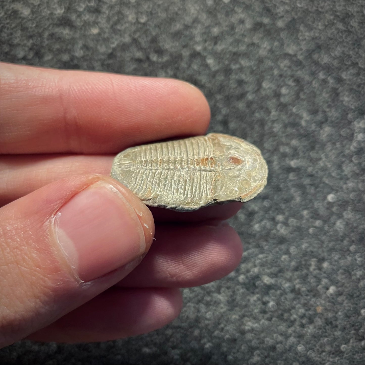 F2142 | Trilobite | Elrathia kingii